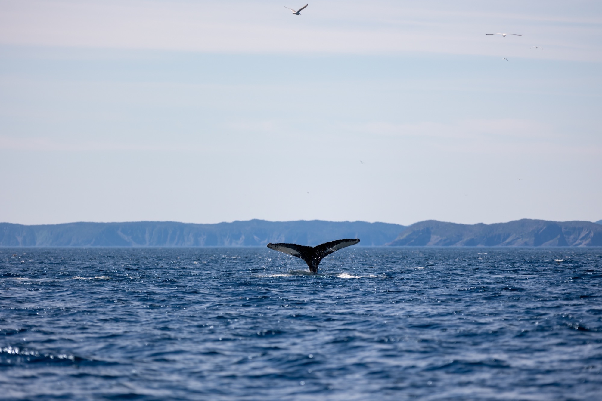 A humpback whale's tail off the Avalon coastline